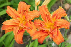 HEMEROCALLIS