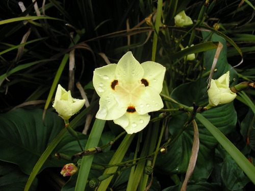 DIETES BICOLOR+LIRIOPE