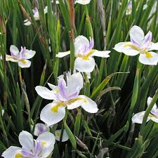 DIETES GRANDIFLORA+LIRIOPE