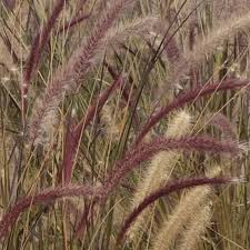 PENNISETUM RUBRA