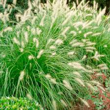 PENNISETUM RUPELLI