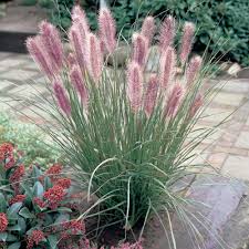 PENNISETUM ALUPECUROIDES RED HEAD