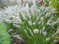 PENNISETUM VILLOSUM