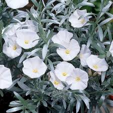 CONVOLVULUS