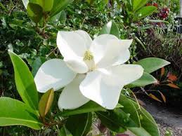 MAGNOLIA GRANDIFLORA