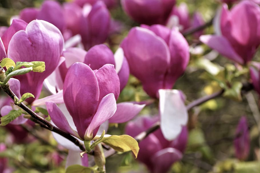 MAGNOLIA PURPUREA O LILIFLORA O TULIPANERA