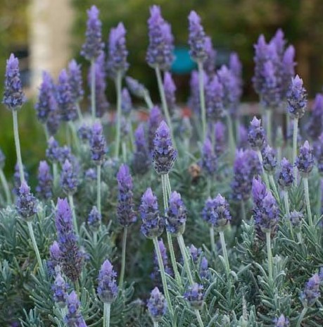 LAVANDA