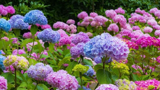 HORTENSIA ROSADA Y AZUL 