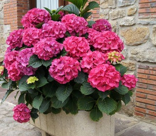 HORTENSIA ROJA 