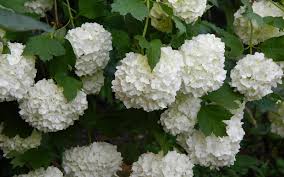 HORTENSIA BLANCA