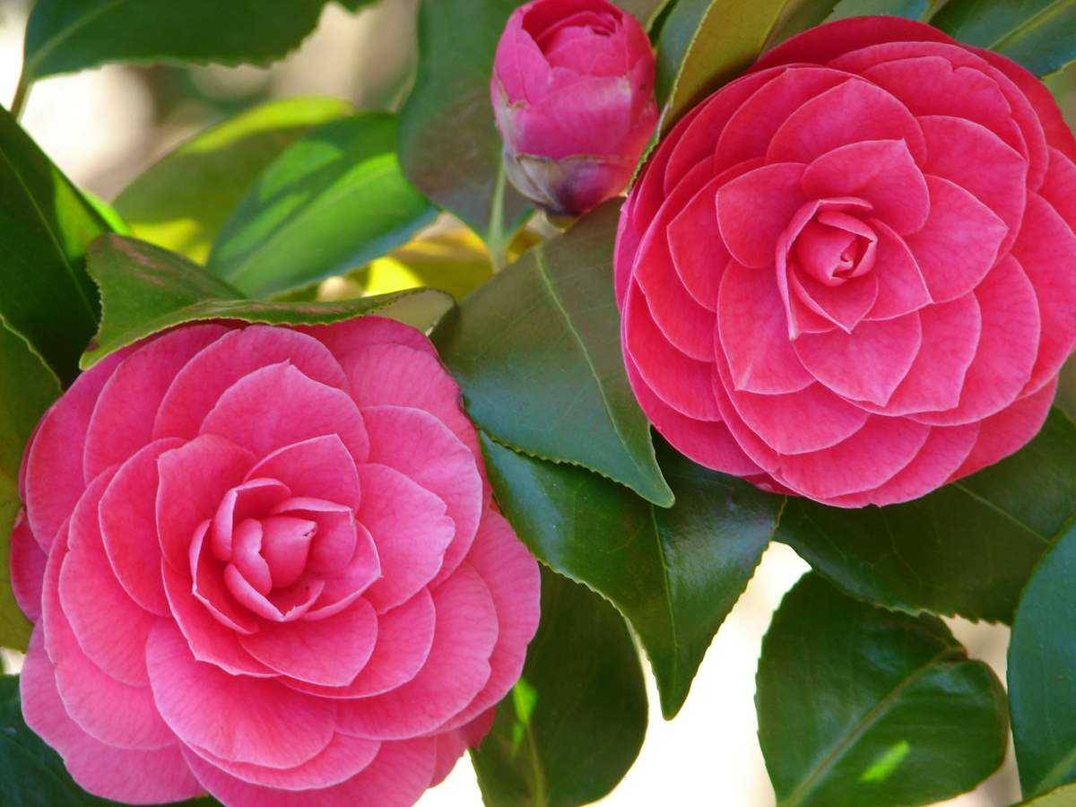 CAMELIA