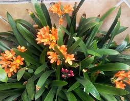 CLIVIA