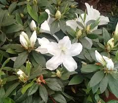 AZALEA BLANCA