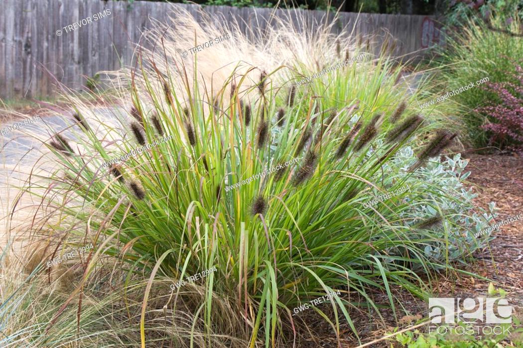 PENNISETUM ALUPECULOIDES MOUDRY