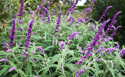 SALVIA LEUCANTHA