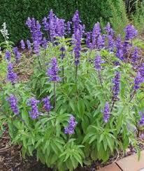 SALVIA FARINACEA