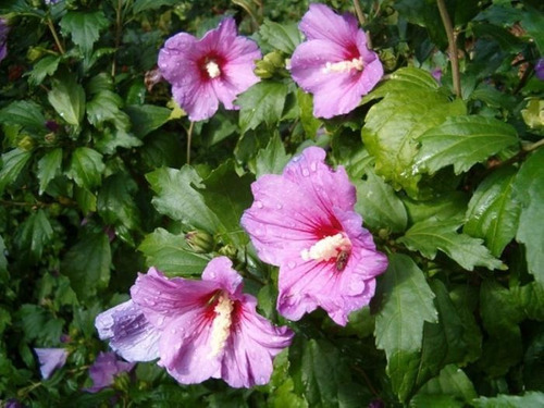 HIBISCUS CYRIACUS