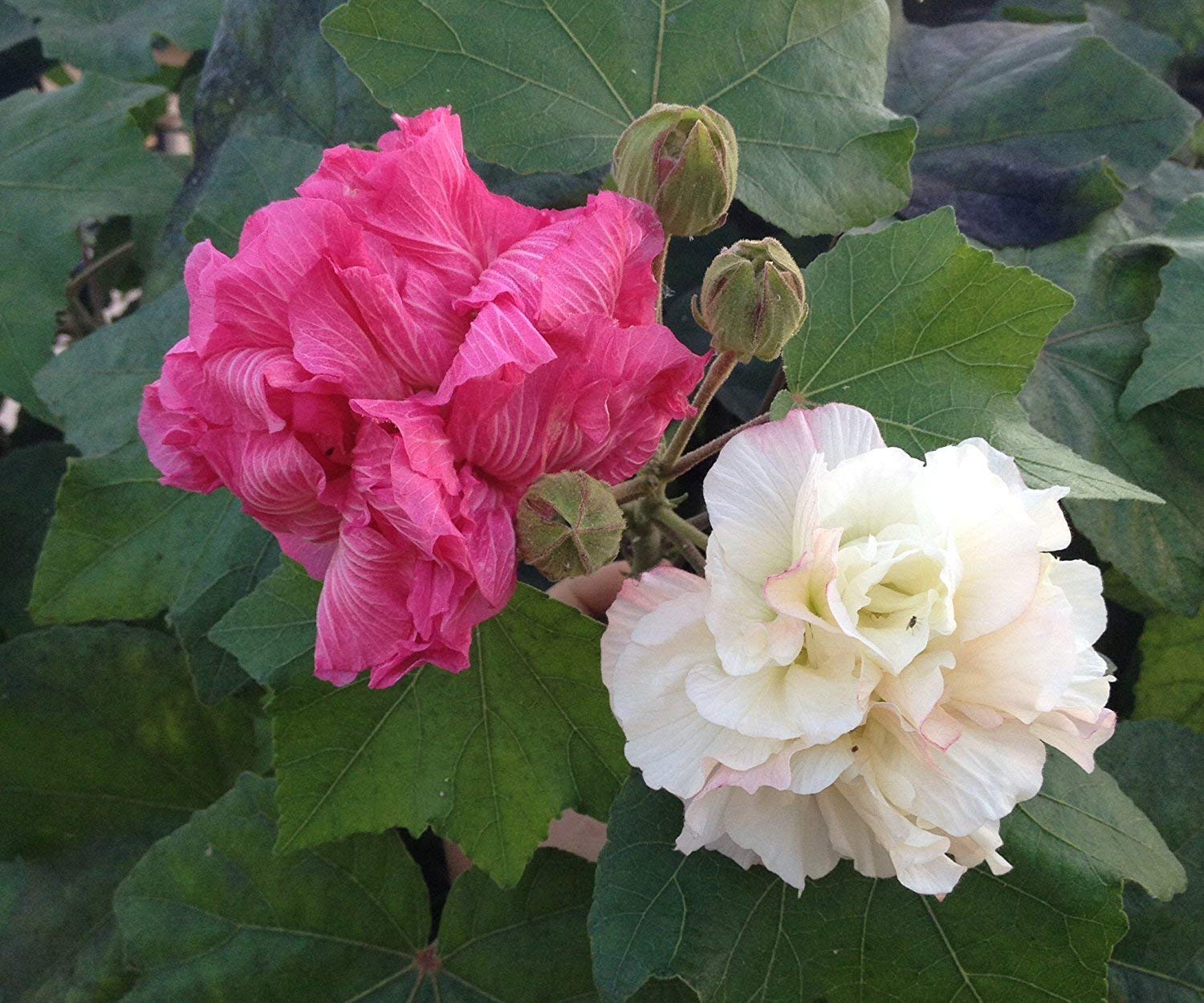 HIBISCUS MUTABILIS O ROSA DE JERICÓ