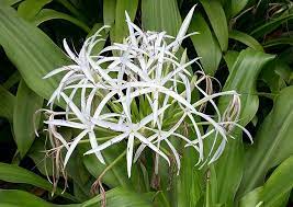 CRINUM ASIÁTICO