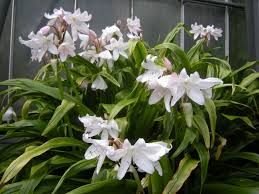 CRINUM MOREII