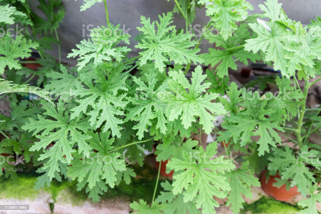 CITRONELLA