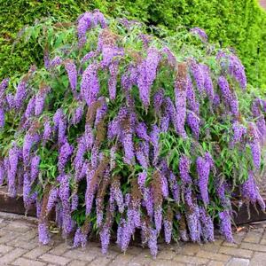 BUDDLEIA DAVIDII