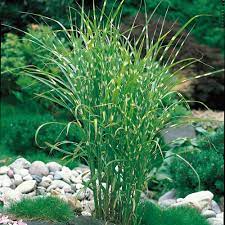 MISCANTHUS ZEBRINUS O VARIEGADO