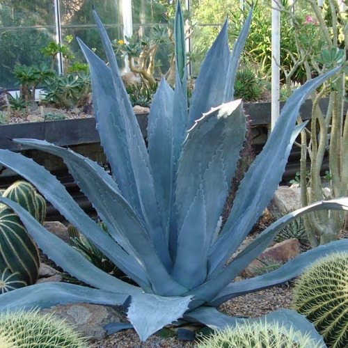 AGAVE AMERICANA