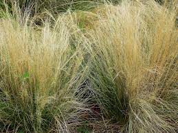 STIPA