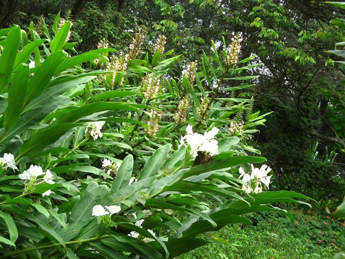 CAÑA DE AMBAR