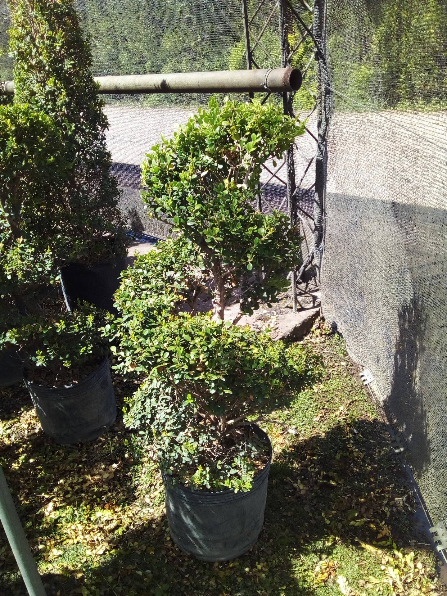 BUXUS ESPIRALADO