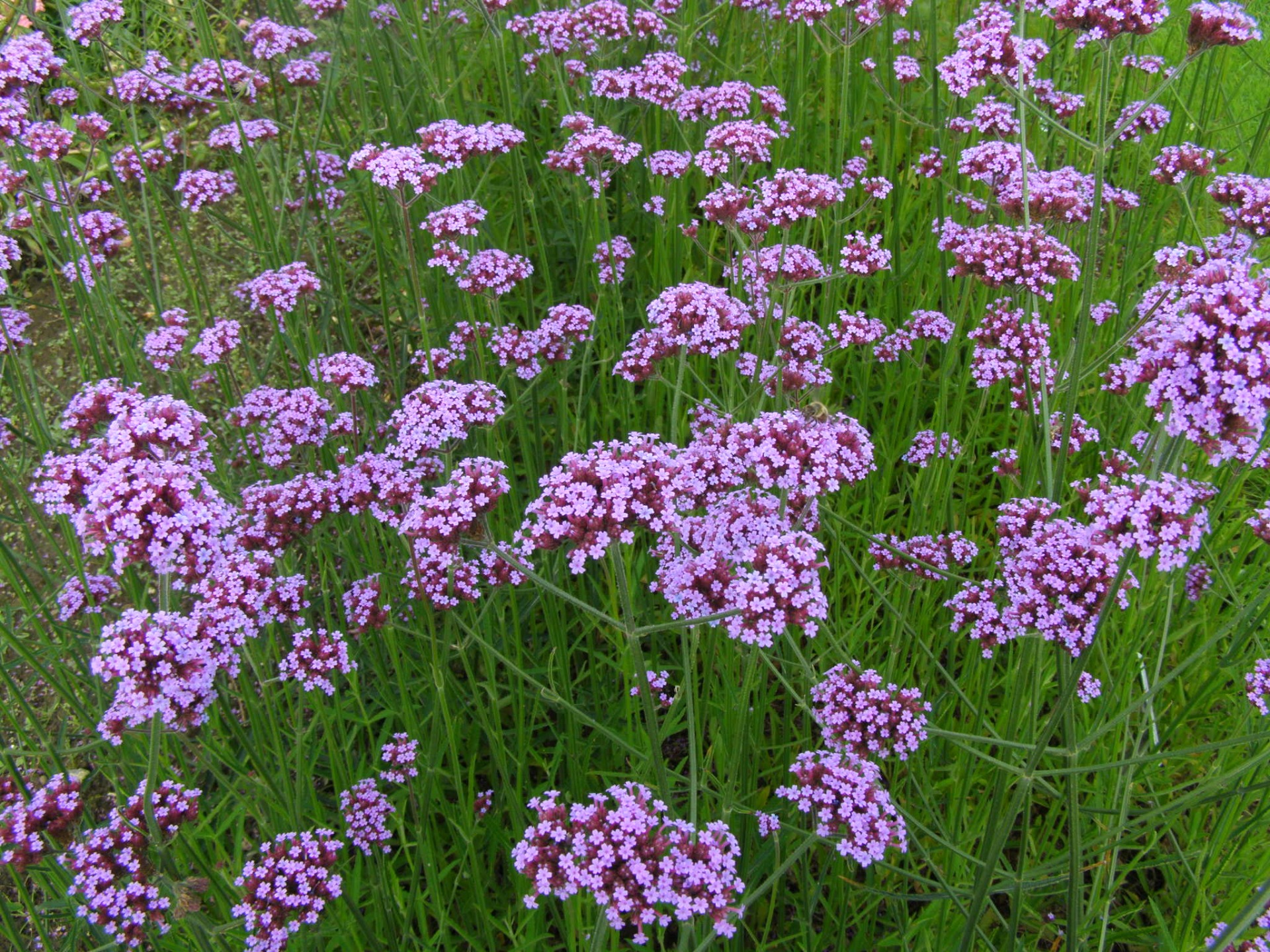 VERBENA BONAERENSIS