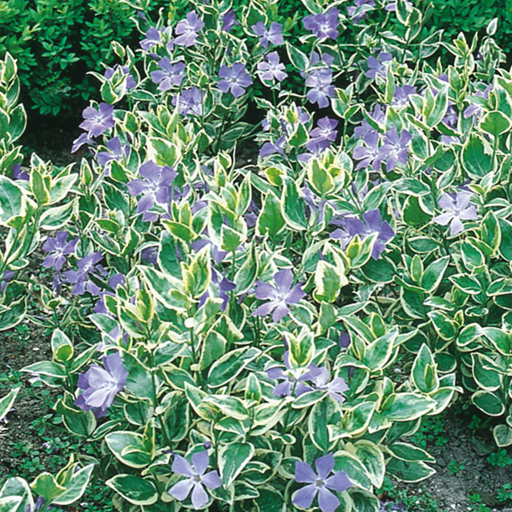 VINCA MAYOR VARIEGADA