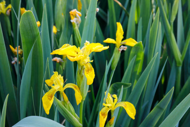 LIRIO AMARILLO