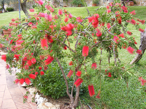 CALLISTEMON O LIMPIA TUBOS