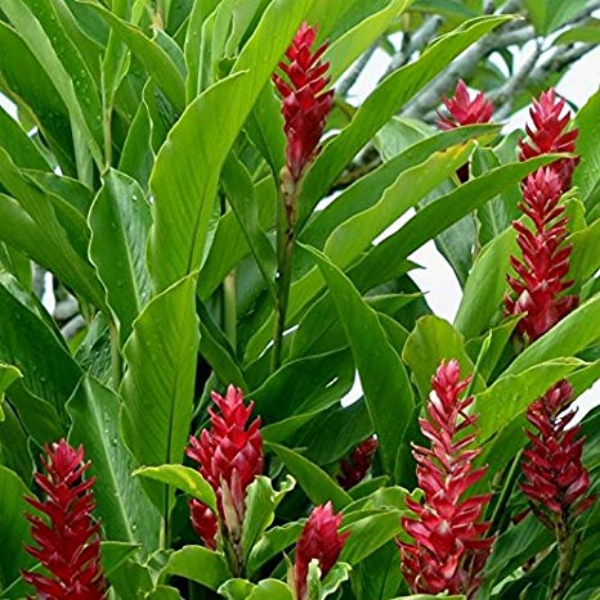 ALPINIA