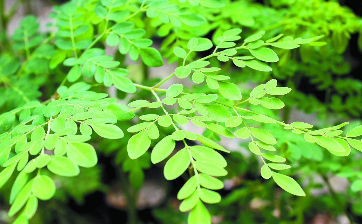 MORINGA