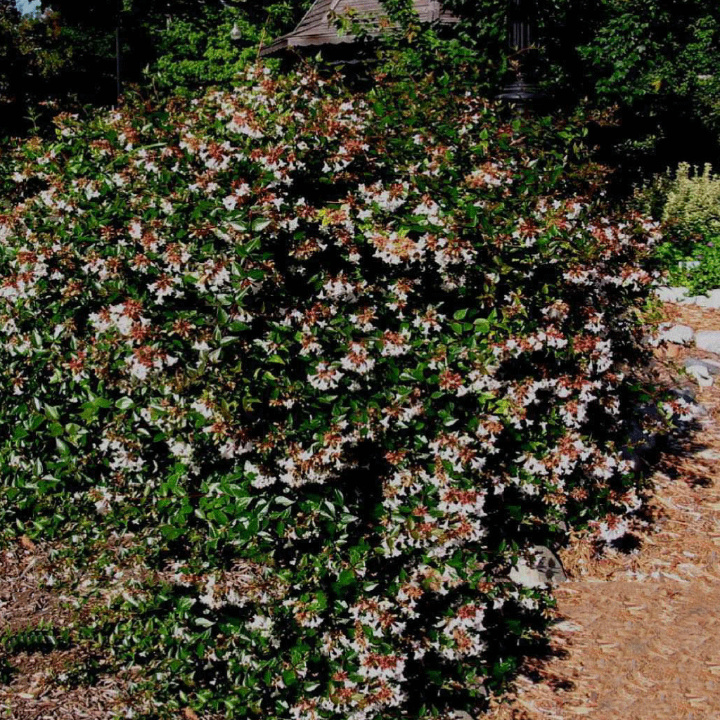 ABELIA GRANDIFLORA