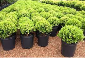 BUXUS BOCHA