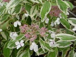 HORTENSIA DISCIPLINADA O VARIEGADA