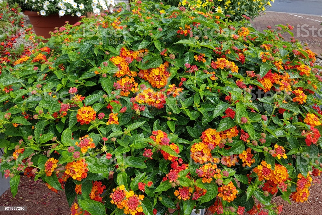 LANTANA