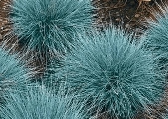 FESTUCA GLAUCA 