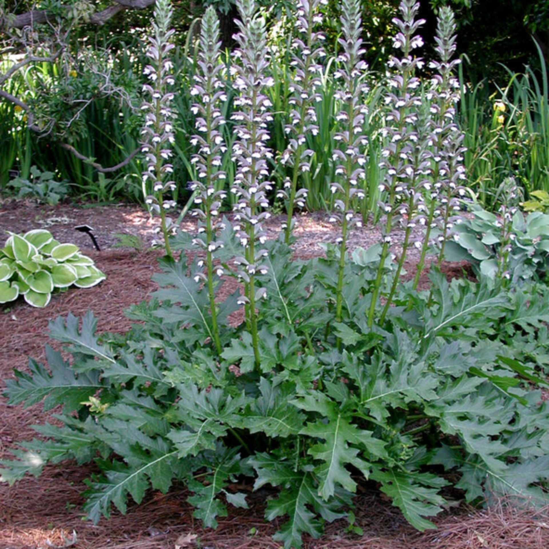 ACANTHUS MOLLIS O CUCARACHA