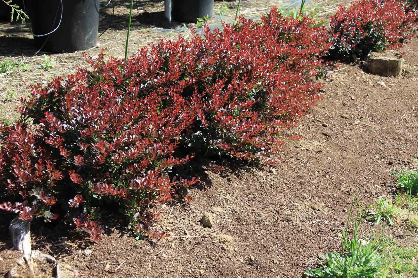 ABELIA NANA COMPACTA