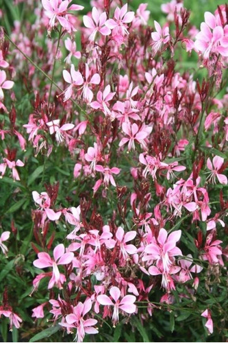 GAURA