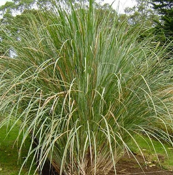 PASPALUM