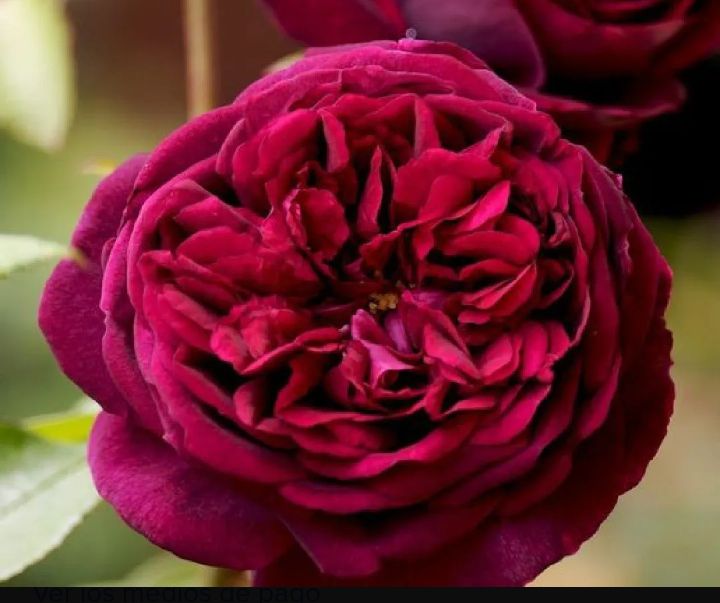 Rose the prince. Rose the prince. Rose the prince. Rose the prince. Rose the prince.