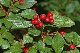 COTONEASTER DE HOJA GRANDE