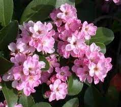 RHAPHIOLEPSIS