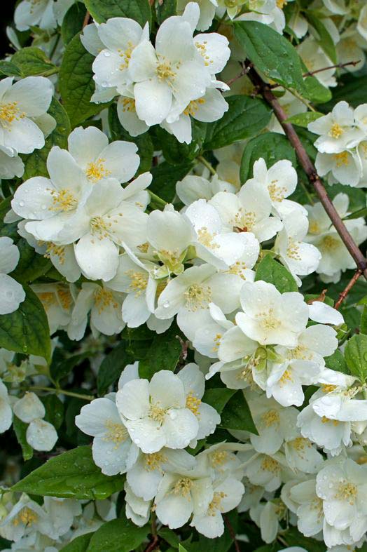 FLOR DE ÁNGEL